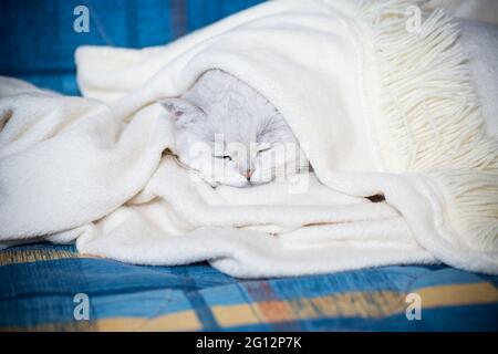 Erwachsene Katze Rasse schottische Chinchilla mit geraden Ohren, schläft zu Hause Stockfoto