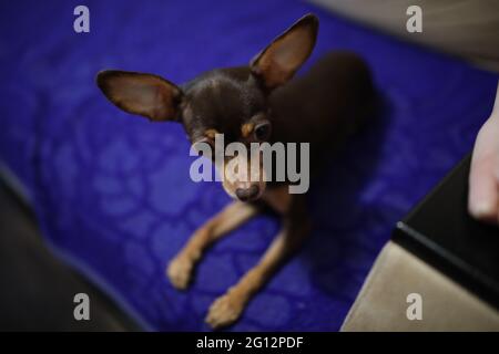 Ein kleiner hilfloser Spielzeugterrier legte sich in seine Kiste Stockfoto