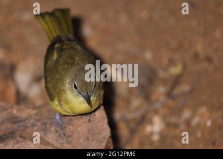 Gelbbauchbülbül / Gelbbauchgrünbul / Chlorocichla flaviventris flaviventris Stockfoto