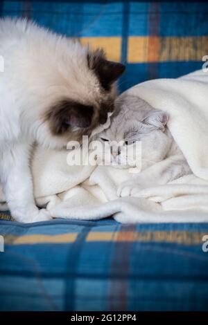 Zwei Stammkatzen Ragdoll und schottisches Chinchilla Silber auf dem Bett zu Hause Stockfoto