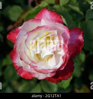 „Double Delight“-Hybridrose aus roter Mischung in Blüte. San Jose Municipal Rose Garden, San Jose, Kalifornien, USA. Stockfoto
