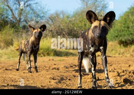 Das Alpha-Paar dieses afrikanisch bemalten Hundepacks blendet die Kamera herunter, während ich mein Eindringen in ihren Morgentrunk untersuchte. Stockfoto