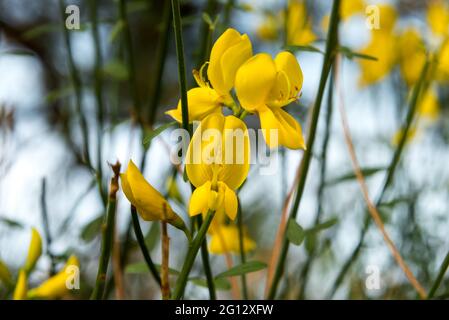 Gelbe Besenblumen, selektive Nahaufnahme auf unscharfen Hintergrund Stockfoto