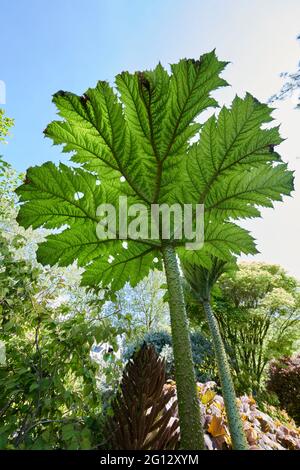 Gunnera ist die einzige Gattung krautiger Blütenpflanzen in der Familie der Gunneraceae, die 63 Arten enthält. Einige Arten haben extrem großen Urlaub Stockfoto