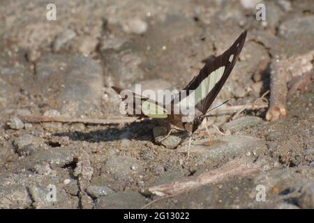 Kalk Schmetterling (Papilio demoleus Linnaeus) Schlamm pfützen , dh saugen Flüssigkeit aus feuchten Bereich. Aufnahme in Sikkim, Indien. Stockfoto