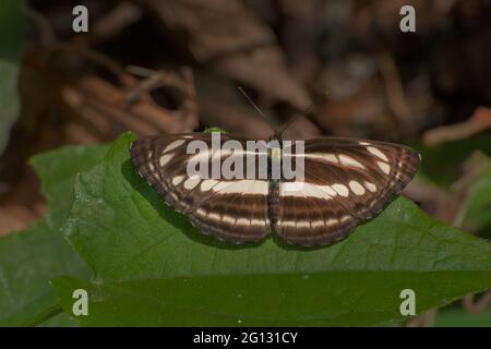 Gewöhnlicher Segler-Schmetterling (Neptis hylas - Linnaeus) Schlammpfütze, das heißt, saugt Flüssigkeit aus feuchter Gegend auf. Aufnahme in Sikkim, Indien. Stockfoto