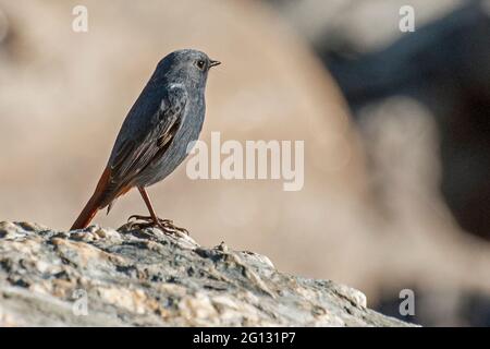 Nahaufnahme eines Vogels, Sikkim Stockfoto
