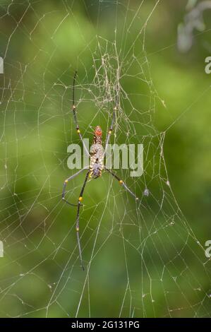 Riesige Holzspinne (Nephila pilipes) , eine Art von goldener Orbis-Netz-Spinne. Häufig in Wäldern und Gärten zu finden. Aufnahme in Sikkim, Indien. Stockfoto