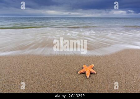 Tote Seesterne / Seesterne / Zuckerseesterne (Astéias rubens), die an einem Sandstrand entlang der Nordseeküste an Land gespült werden Stockfoto