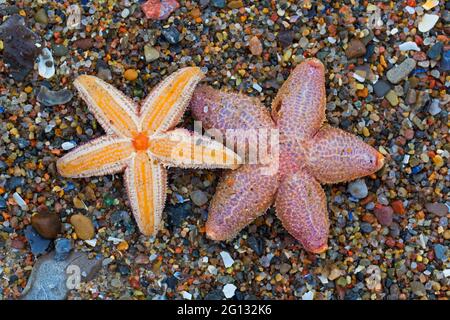 Tote Seesterne / Seesterne / Zuckerseesterne (Astéias rubens), die an einem Sandstrand entlang der Nordseeküste an Land gespült werden Stockfoto