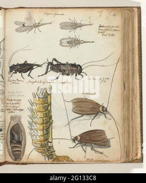 Insekten. Farbzeichnungen von 'Batavian Grashhopper or Beetle', Cricket, Raupe, Raupe und Kakerlake. Mit Beschriftung in Stift. Teil von Jan Brandes, DL Skizzenbuch. 1 (1808), S. 33. Stockfoto