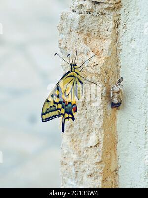 Nahaufnahme eines Schwalbenschwanzschmetterlings Papilio machaon mit Seitenansicht in Zypern Stockfoto