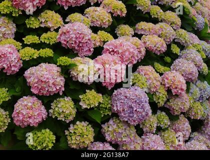 Rosa Hydrangea oder Hortensia (Hydrangea macrophylla) Blütenbusch, Sintra, Lissabon, Portugal. Frühling Stockfoto