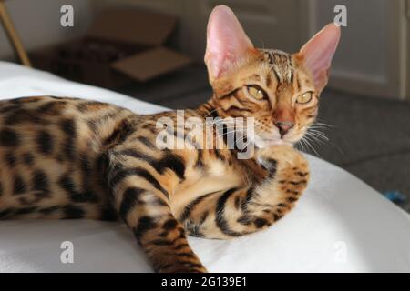 Nachdenkliche Bengalkatze Stockfoto