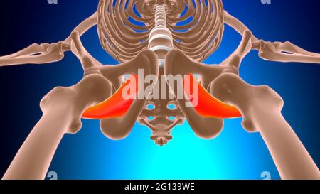 Obturator externus Muscle Anatomy for Medical Concept 3D Illustration Stockfoto