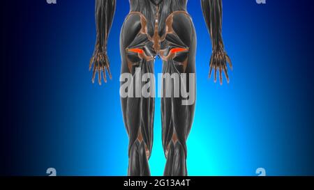 Gemellus inferior Muscle Anatomy for Medical Concept 3D Illustration Stockfoto