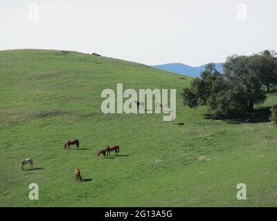 Gruppe von Pferden, die auf dem hügeligen, grasbewachsenen Hügel grasen Stockfoto