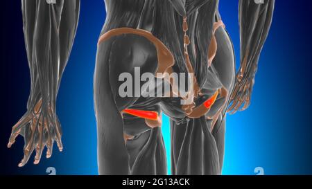 Gemellus inferior Muscle Anatomy for Medical Concept 3D Illustration Stockfoto