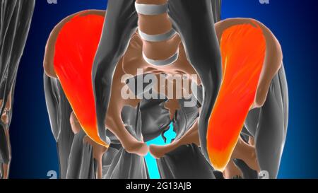 Anatomie der Iliacus-Muskeln für medizinisches Konzept 3D-Illustration Stockfoto