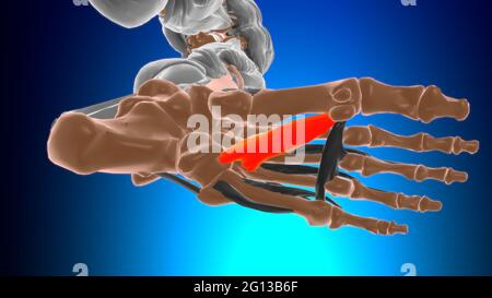 Schräg Kopf des Adductor Hallucis Muscle Anatomy for Medical Concept 3D Illustration Stockfoto