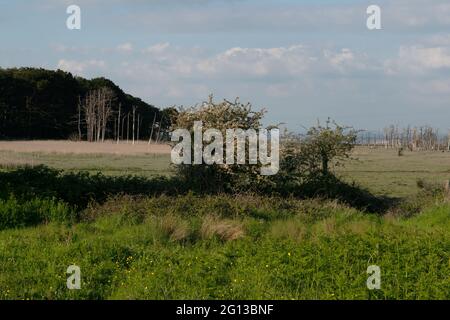 CWM Ivy, West Glamorgan, Wales, Großbritannien Stockfoto