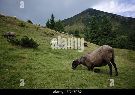 Schafe mit Glocke am Hals frisst frisches grünes Gras, das auf Knien im Hochland der Karpaten in der Ukraine lehnt. Schafschar auf freier Weide in den Bergen Stockfoto