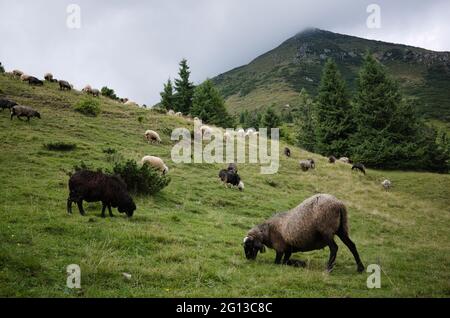 Frei weidende Schafe in Karpaten in der Nähe Berg genannt Petros in der Ukraine. Schafschar auf grüner Wiese in Bergen. Wolkiger Himmel und Berggipfel Stockfoto