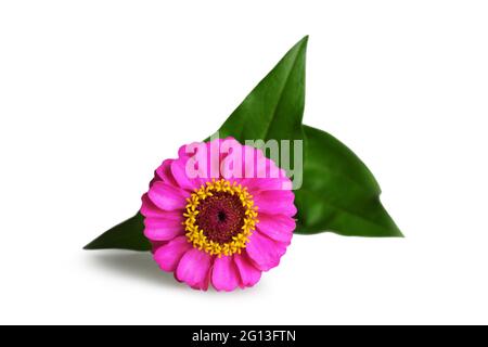 Rosa zinnia flower Isolated On White Stockfoto
