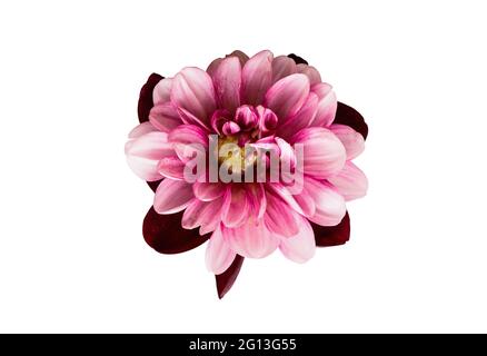 Bunte rosa Dahlia Blume isoliert auf einem weißen Hintergrund mit Clipping Pfad. Stockfoto