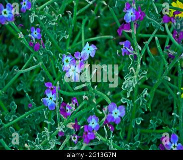 Close up Matthiola tricuspidata wachsen auf den Zypern Landschaft Stockfoto