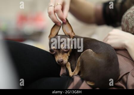 Ein kleiner hilfloser Spielzeugterrier legte sich in seine Kiste Stockfoto