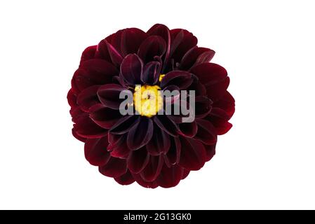 Kastanienfarbene Dahlia-Blume mit gelbem Zentrum isoliert auf weißem Hintergrund mit Schnittpfad. Stockfoto