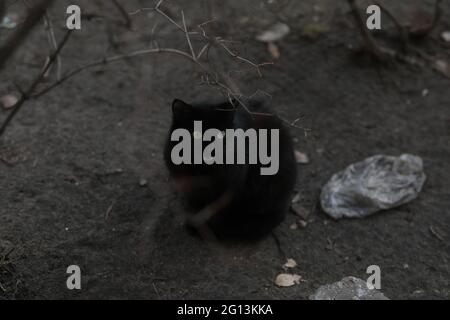 Eine Katze, die auf einem Feldfeld sitzt Stockfoto