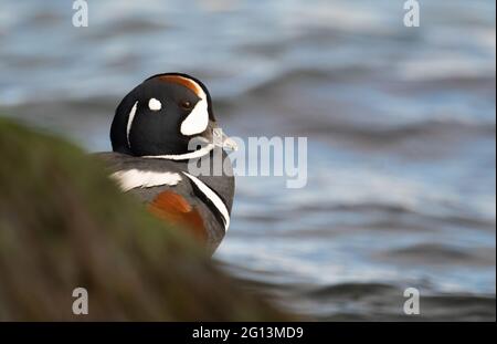 Harlequin Ente im Winter am Jersey Shore im Ozean Stockfoto