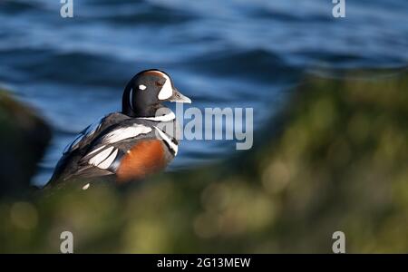 Harlequin Ente im Winter am Jersey Shore im Ozean Stockfoto