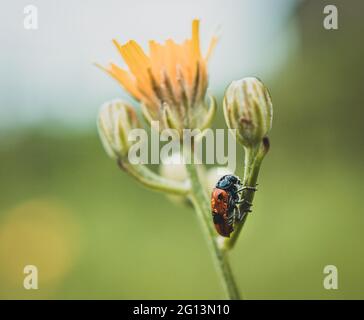 ameisenbeutelkäfer sitzt auf einem Blütenstiel Stockfoto