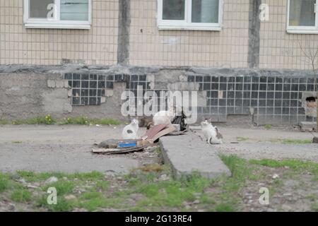 Eine Gruppe von obdachlosen streunenden Katzen, die darauf warten zu essen Stockfoto