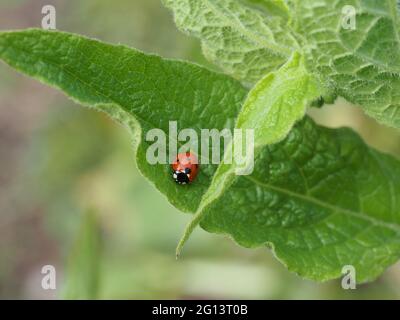 Marienkäfer auf dem Blatt der gemeinen Beinwell Stockfoto