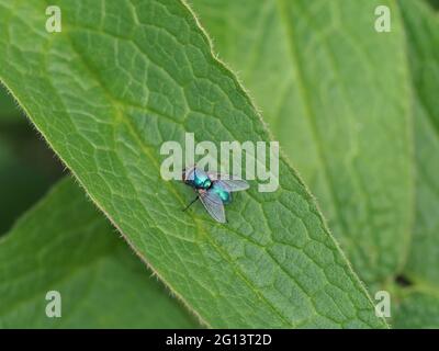 Blaue Flasche fliegen Sonnenbaden auf einem Blatt Stockfoto