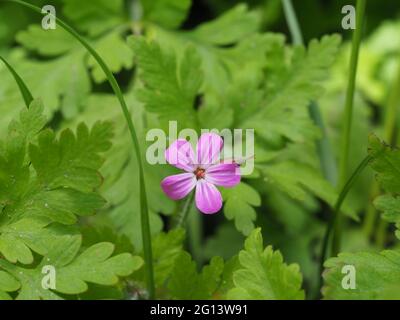 Corncoule wächst in der Hecke Stockfoto