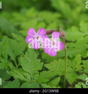 Corncoule wächst in der Hecke Stockfoto