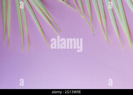 Palmblätter auf rosa Hintergrund Stockfoto