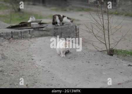 Eine Gruppe von obdachlosen streunenden Katzen, die darauf warten zu essen Stockfoto