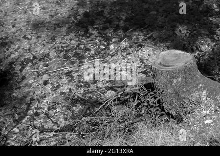 Graustufenaufnahme eines geschnittenen Baumstammes im Wald Stockfoto