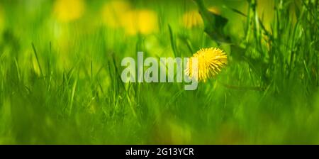 Banner gelben Dandelion zwischen grünen Gras, kopieren Raum Foto Stockfoto