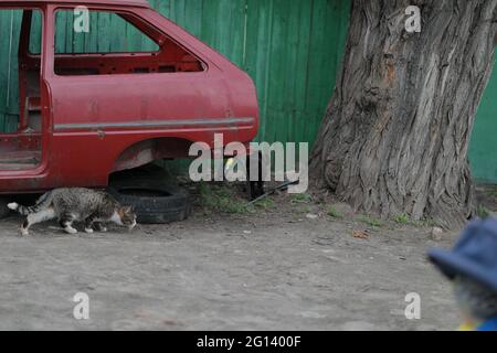Graue einsame Katze steigt aus einem alten roten Auto Stockfoto