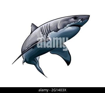 Großer weißer Hai aus einem Spritzer Aquarell, farbige Zeichnung, realistisch. Vektordarstellung von Farben Stock Vektor