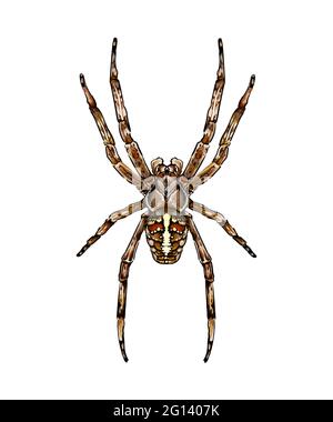 Spinnengartenspinne Araneus eine Art Spinne aus der Familie der Spinnen Orb-Spinnen farbige Zeichnung, realistisch. Vektordarstellung von Farben Stock Vektor