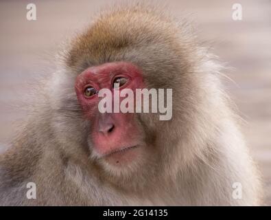 Nahaufnahme eines Macaca fuscata (japanischer Schneemaffe) Jigokudani Snow Monkey Park, Yudanaka, Japan, Asien Stockfoto