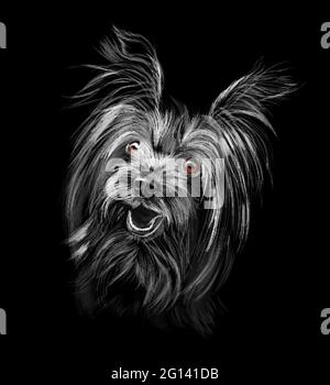 Kopf von Yorkshire Terrier auf schwarzem Hintergrund. Vektordarstellung von Farben Stock Vektor